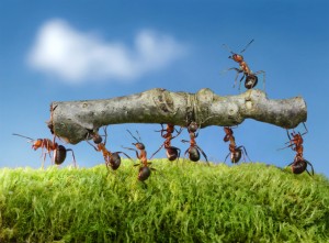 Ant Control-Pest Control Essex