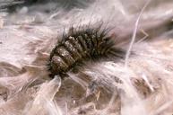 Carpet Beetle-Pest Control Essex