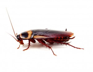 Cockroach-Pest Control Essex