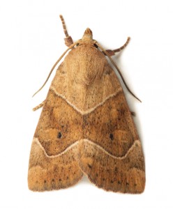 Moth Removal-Pest Control Essex