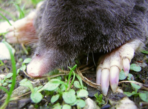 Garden Mole Removal Braintree-Pest Control Essex