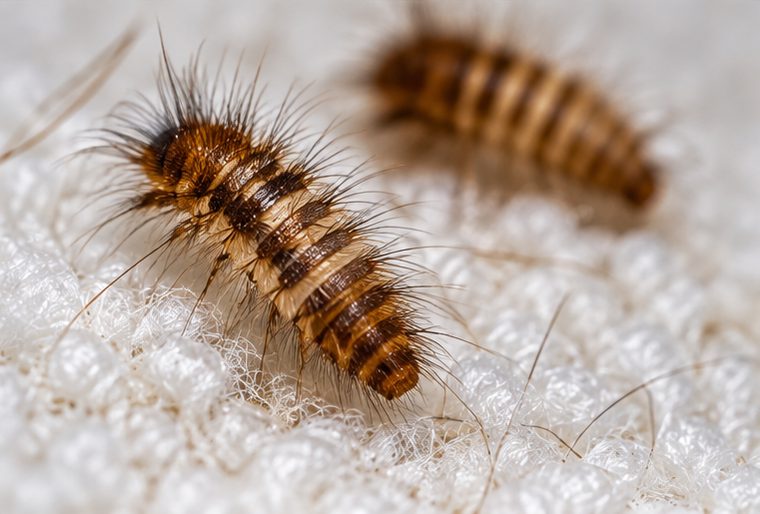Carpet Beetle Control in Essex