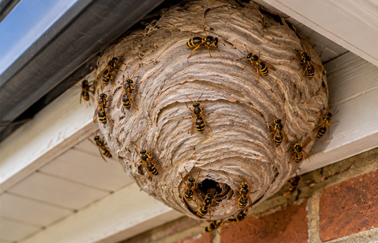 Wasp nest removal for Essex homes and businesses