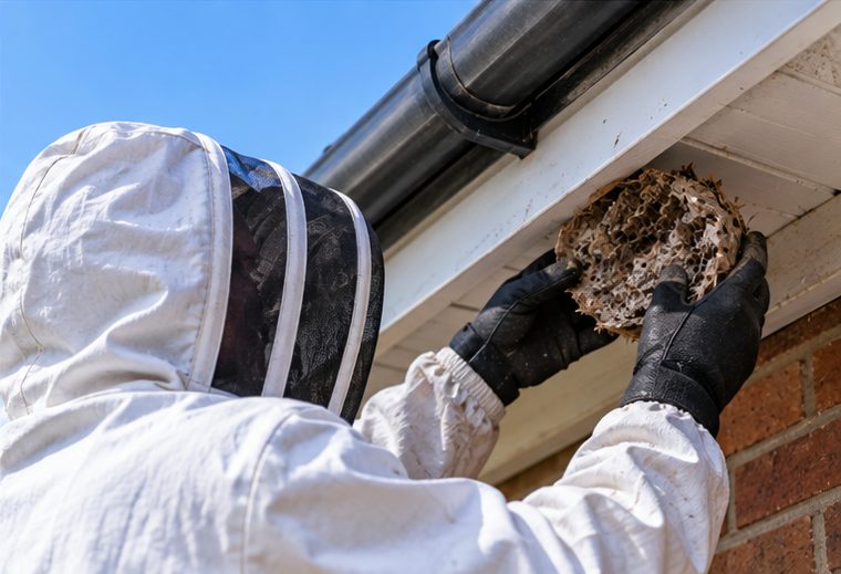 Why Removing a Wasp Nest Yourself Is Risky