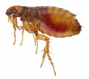 Flea Fumigation Hornchurch