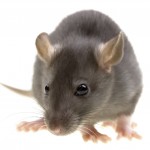 Rodent control Grays
